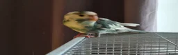 Parakeets birds for sale: Kakariki - Baby Kakariki - Ready now - Kakarikis - Advert 6