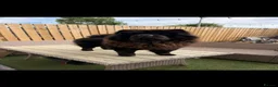 Chow Chow dogs for stud: Proven male chow chow stud  - Advert 1