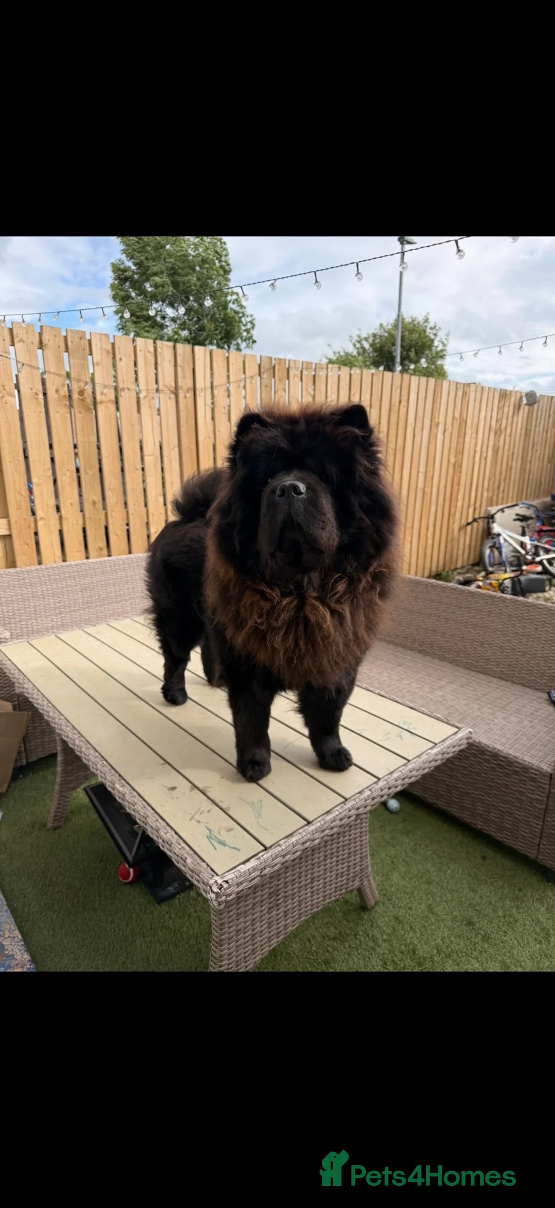 Chow Chow dogs for stud: Proven male chow chow stud  - Advert 1