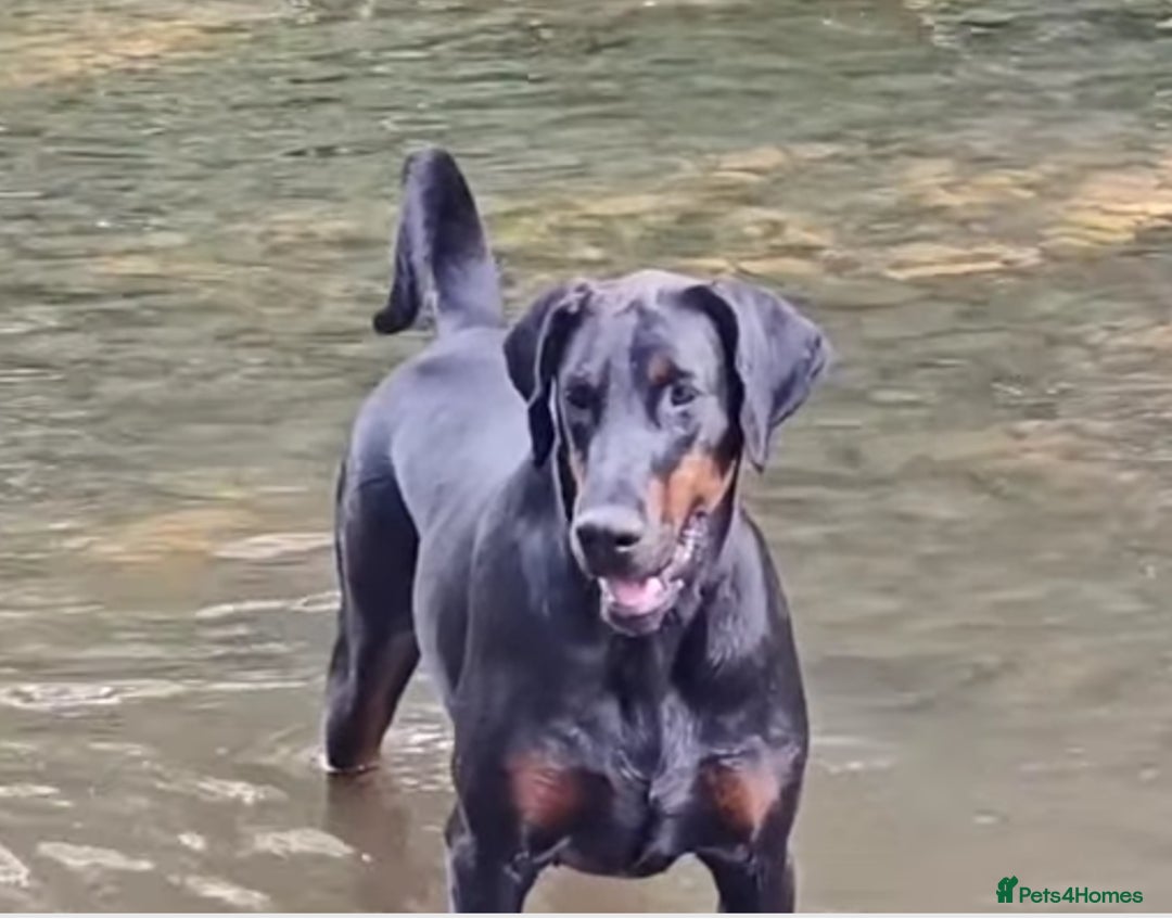 Dobermann dogs for sale: Pure bred Doberman  - Image 3
