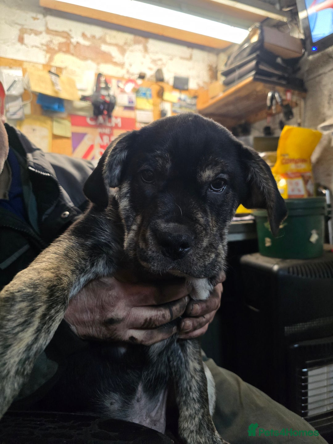 Mixed Breed dogs for sale:  Retriever x British bulldog - Advert 3