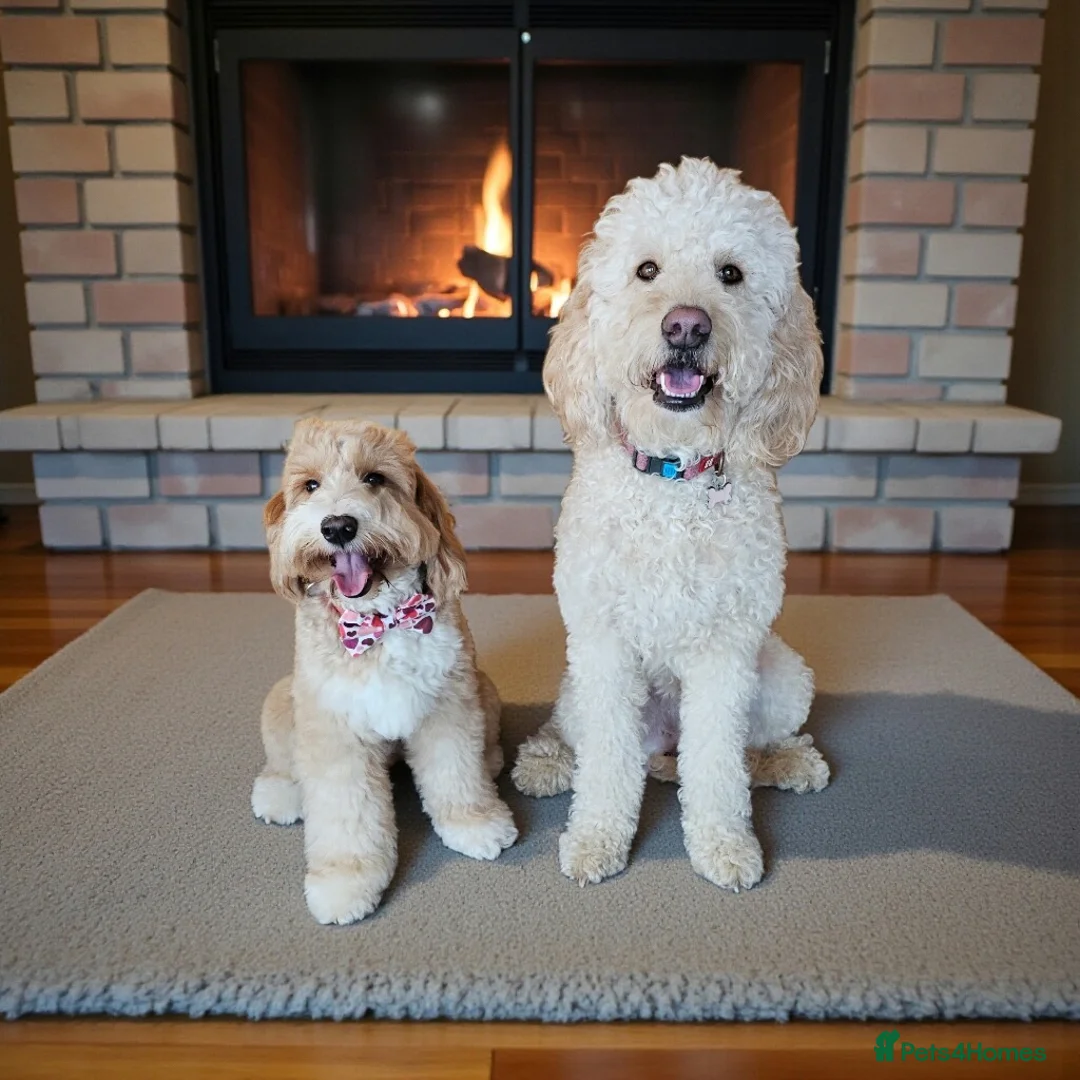 Mixed Breed dogs for sale: Australian Labradoodles - Advert 2