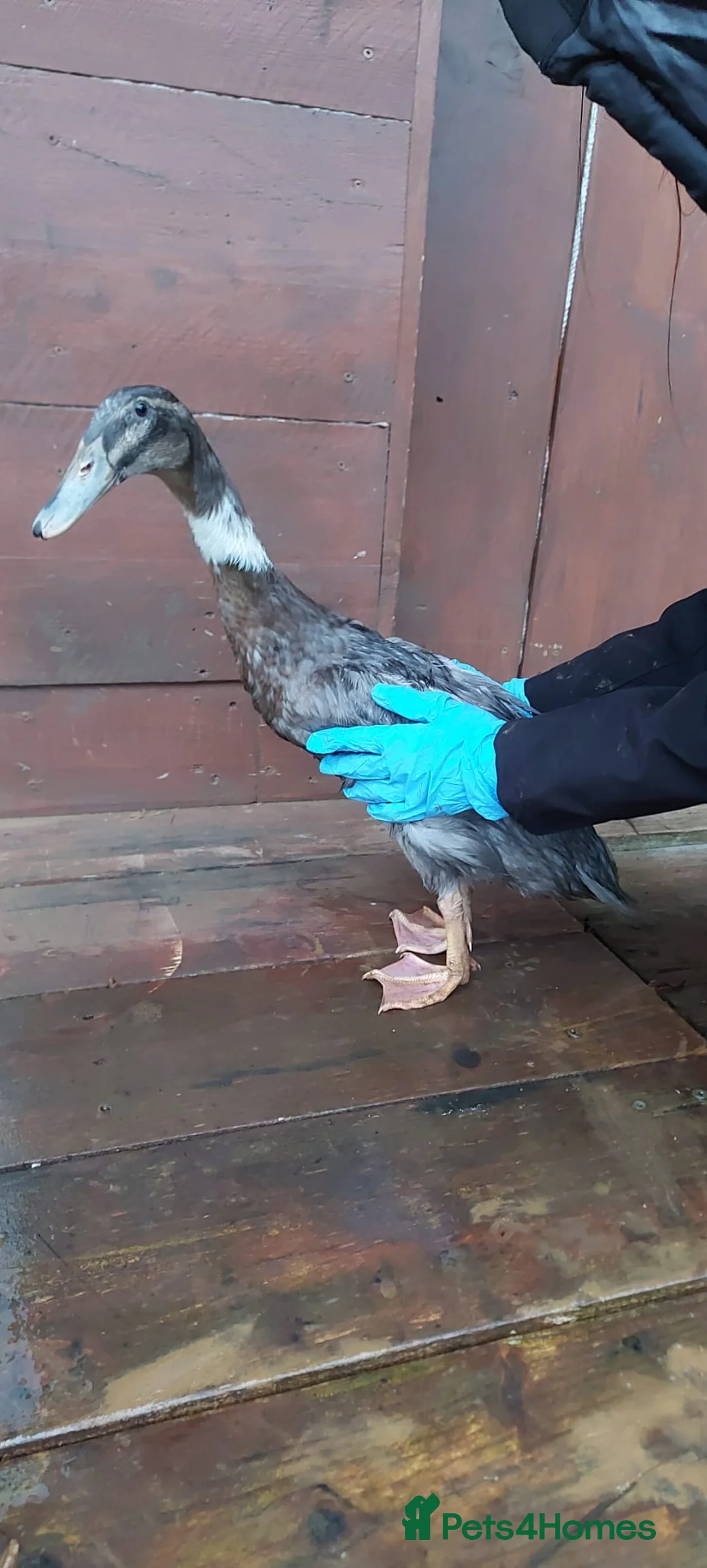 Ducks poultry for sale: Male Indian runner duck for sale - Advert 1