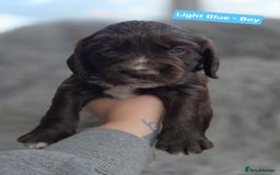 Cocker Spaniel dogs for sale: Exquisite Brown/White Working Cocker Spaniel Pups - Image 12