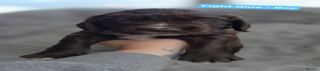 Cocker Spaniel Light Blue - Male