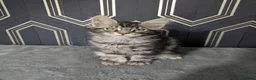 Maine Coon cats for sale: Male Maine coon kittens  - Advert 5