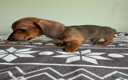 Dachshund dogs for sale: LAST 2 READY NOW Dachshund Puppies (1F, 1M) - Image 15