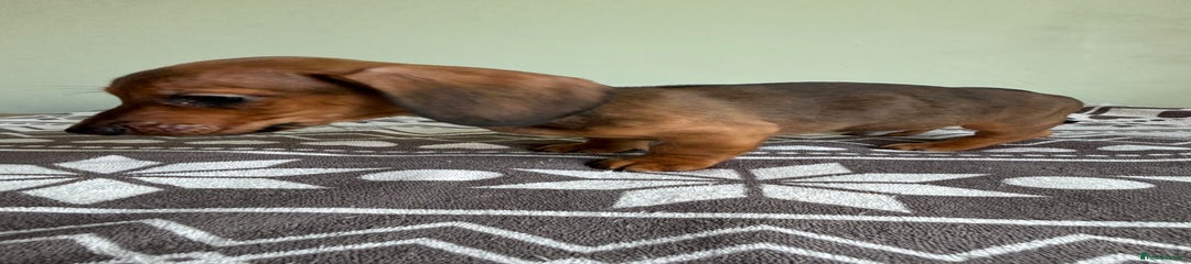 Bruce - Puppy 3
