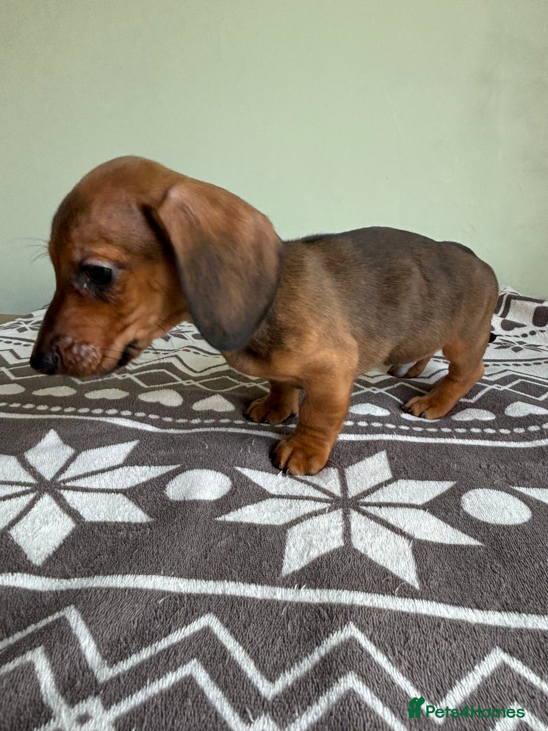 Dachshund dogs for sale: LAST 2 READY NOW Dachshund Puppies (1F, 1M) - Image 15