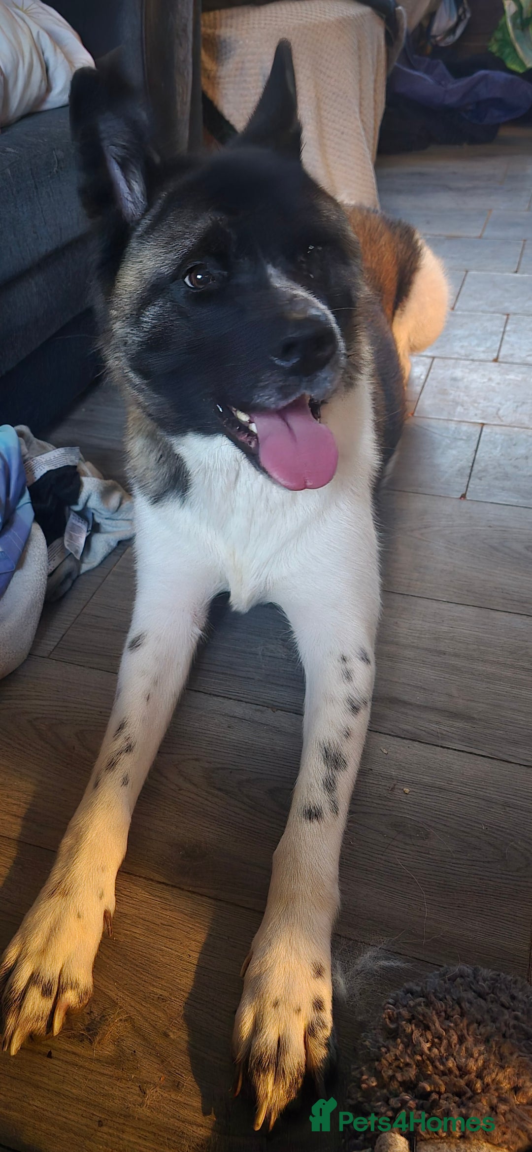 Akita dogs for sale: 1 female American akita pup - Advert 1