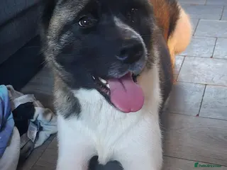 Akita dogs 1 female American akita pup - Advert 7