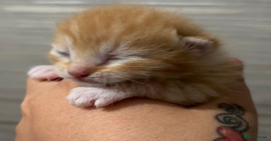 Mixed Breed cats - Advert 15