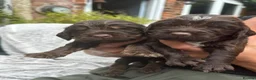 Cocker Spaniel dogs for sale: Working cocker spaniel puppies kc reg in Brough - Advert 14