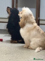 Cocker Spaniel dogs Cocker spaniel show type - Advert 8