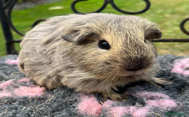 Guinea Pig rodents - Advert 2