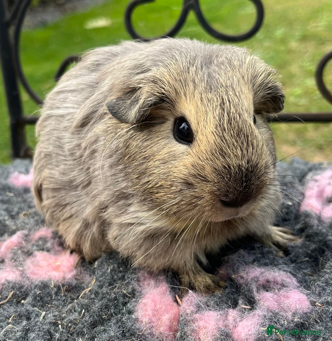 Guinea Pig rodents for sale: Sheltie, coronet,Texel, Merino guinea pigs.  - Image 2