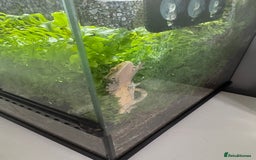 Gecko reptiles for sale: Gecko and set up - Image 1