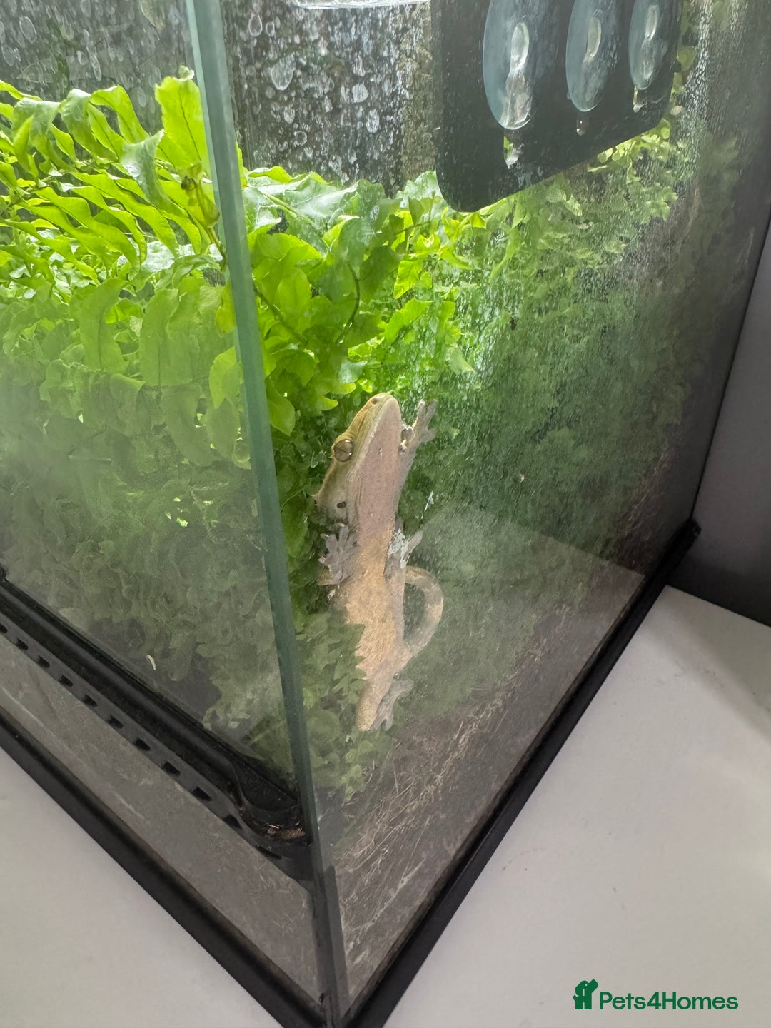 Gecko reptiles for sale: Gecko and set up - Image 1