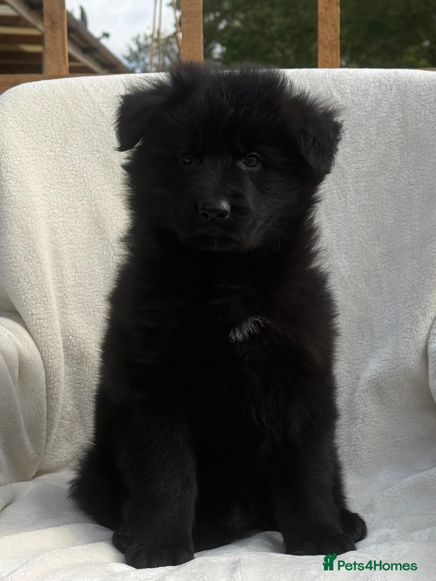 German Shepherd dogs BOYS IN BLACK - Advert 2
