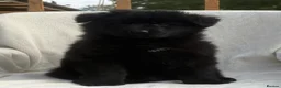 German Shepherd dogs for sale: BOYS IN BLACK in Wellingborough - Advert 2
