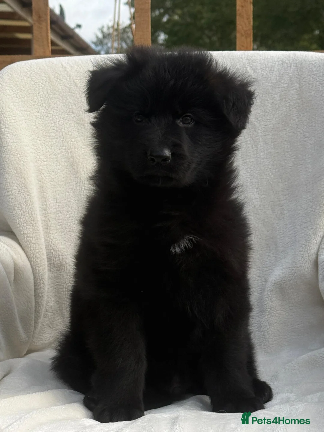 German Shepherd dogs for sale: BOYS IN BLACK in Wellingborough - Advert 2