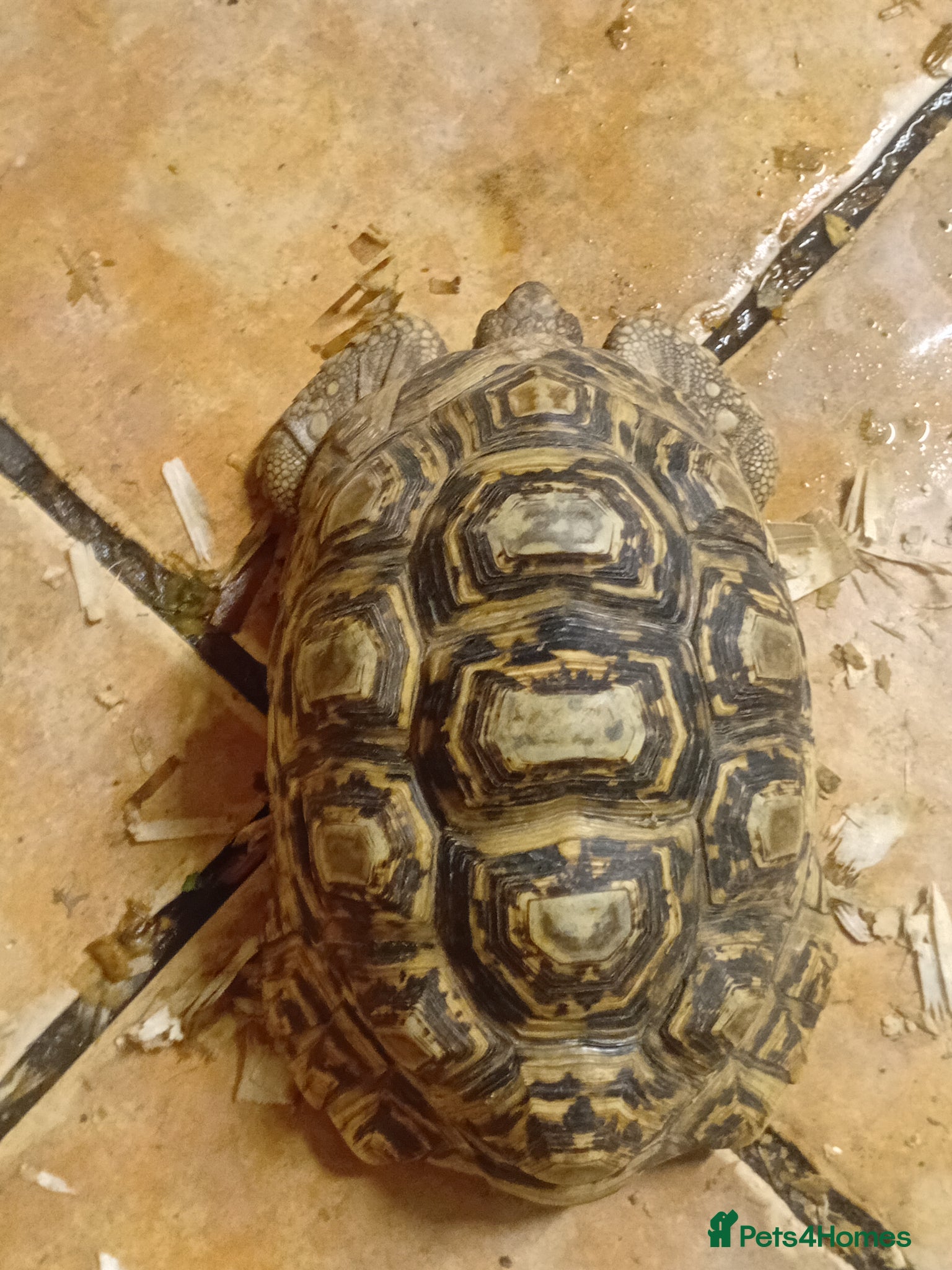 Tortoise reptiles Leopard male trortiose - Advert 1