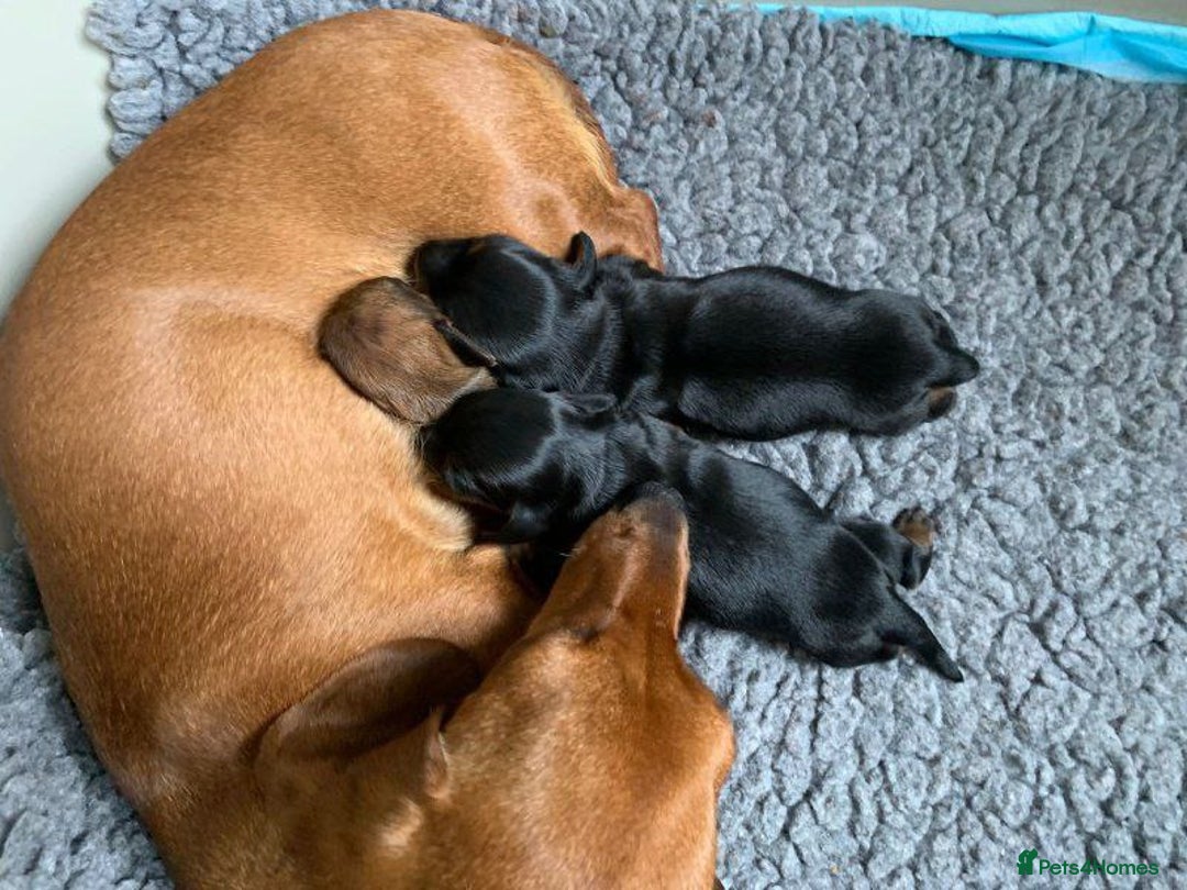 Miniature Dachshund dogs for sale:  ADORABLE MINIATURE DACHSHUND PUPPIES - Image 7