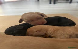 Springador dogs for sale: 3/4 Labrador (Springador x Labrador) Pups for Sale - Image 16