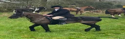 Connemara horses for sale: Classy little 14hh Connemara Gelding - Advert 4