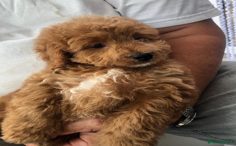 Cavapoo dogs - Advert 4
