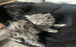 Russian Blue cats for sale: Russian blue kittens cross - Image 7