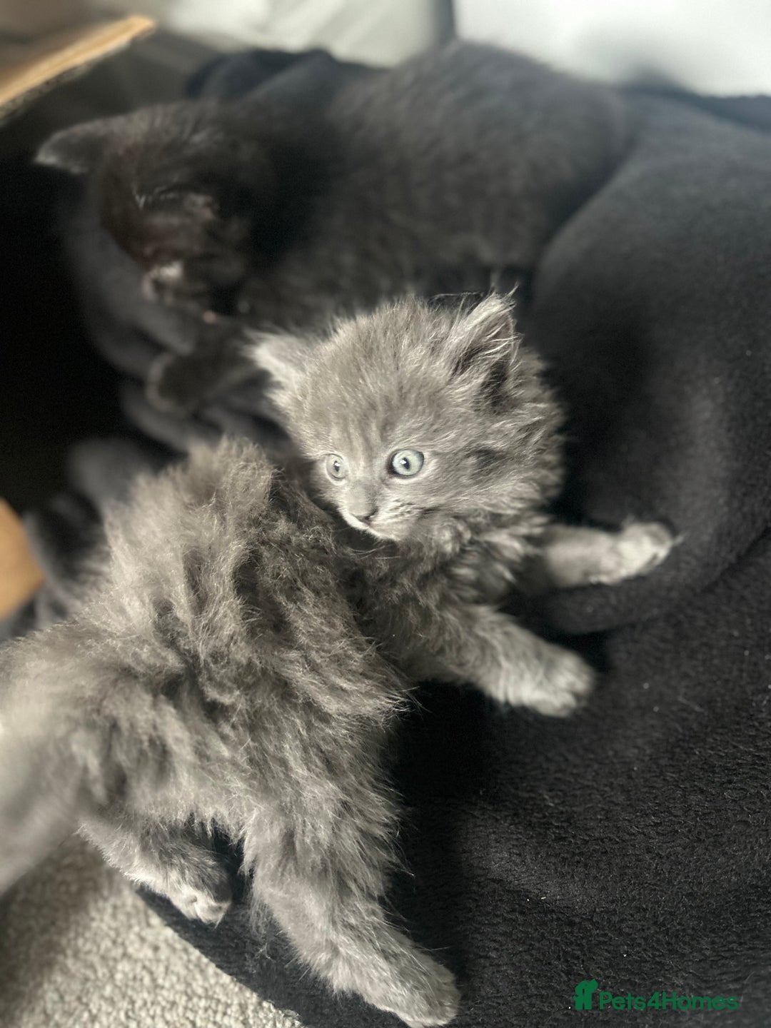 Russian Blue cats for sale: Russian blue kittens cross - Image 7