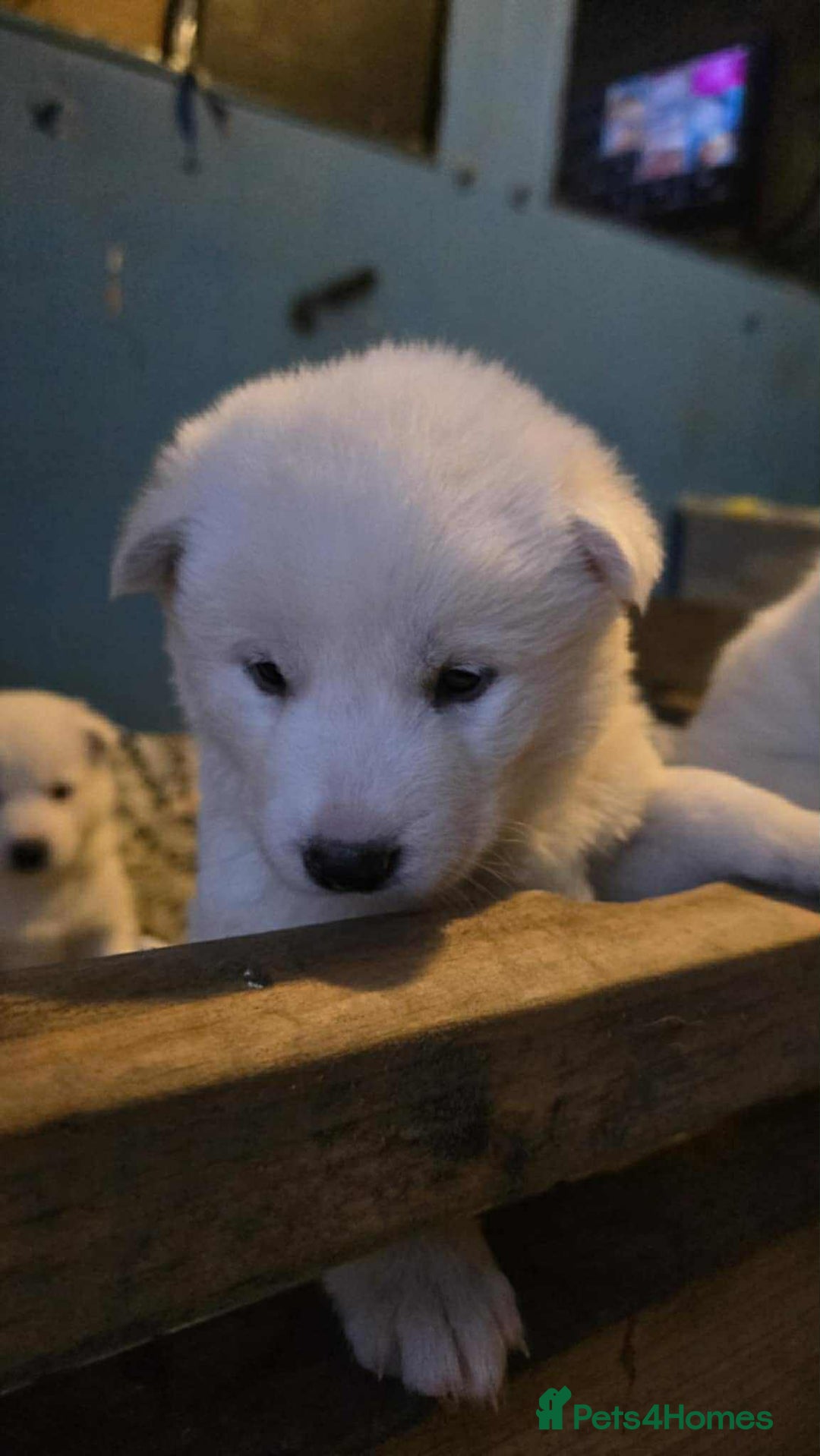 Huskita dogs for sale: 4 beautiful female akita X husky - Advert 7