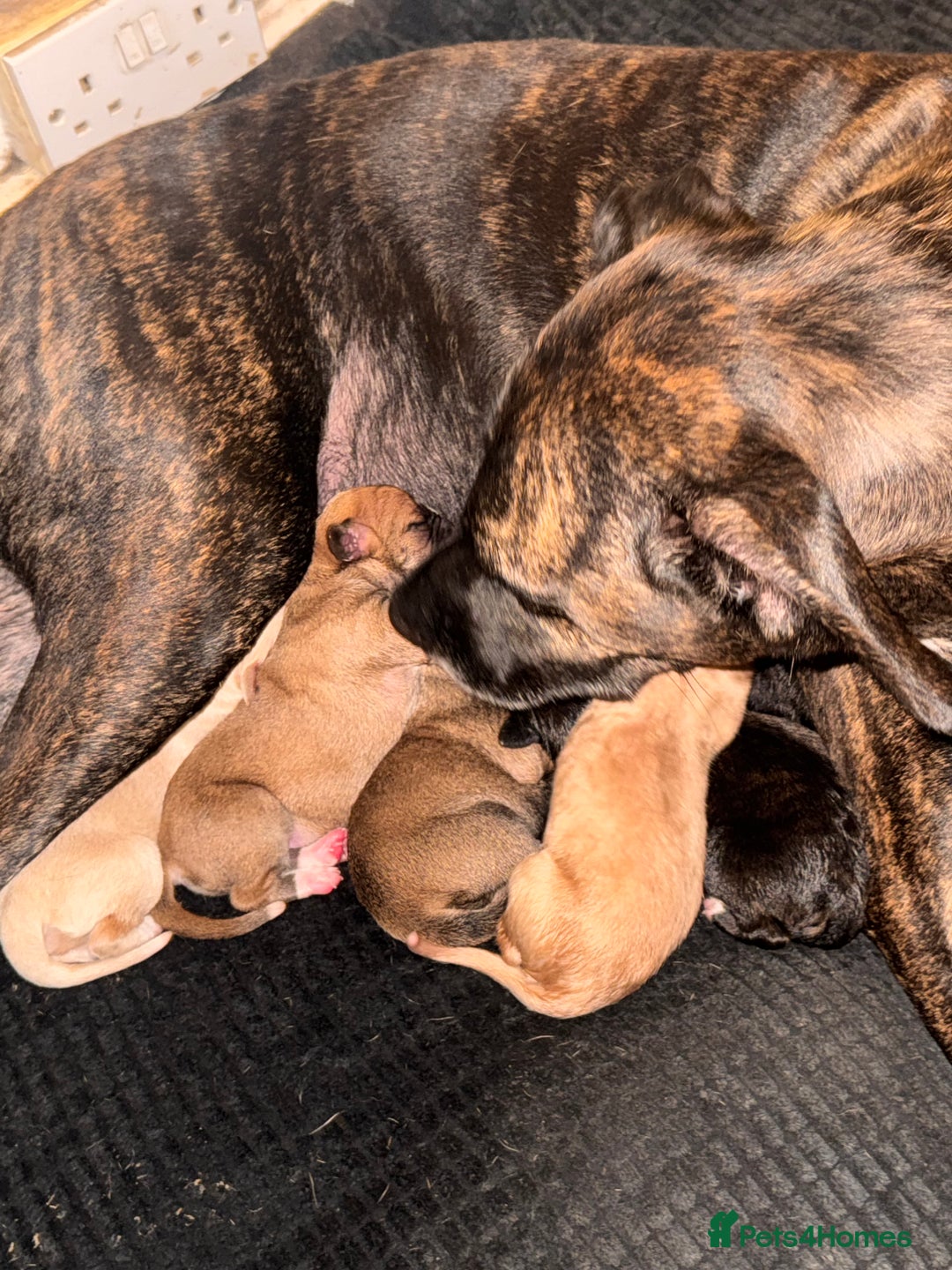 Mixed Breed dogs for sale: Belgian Malinois crosses - Image 17