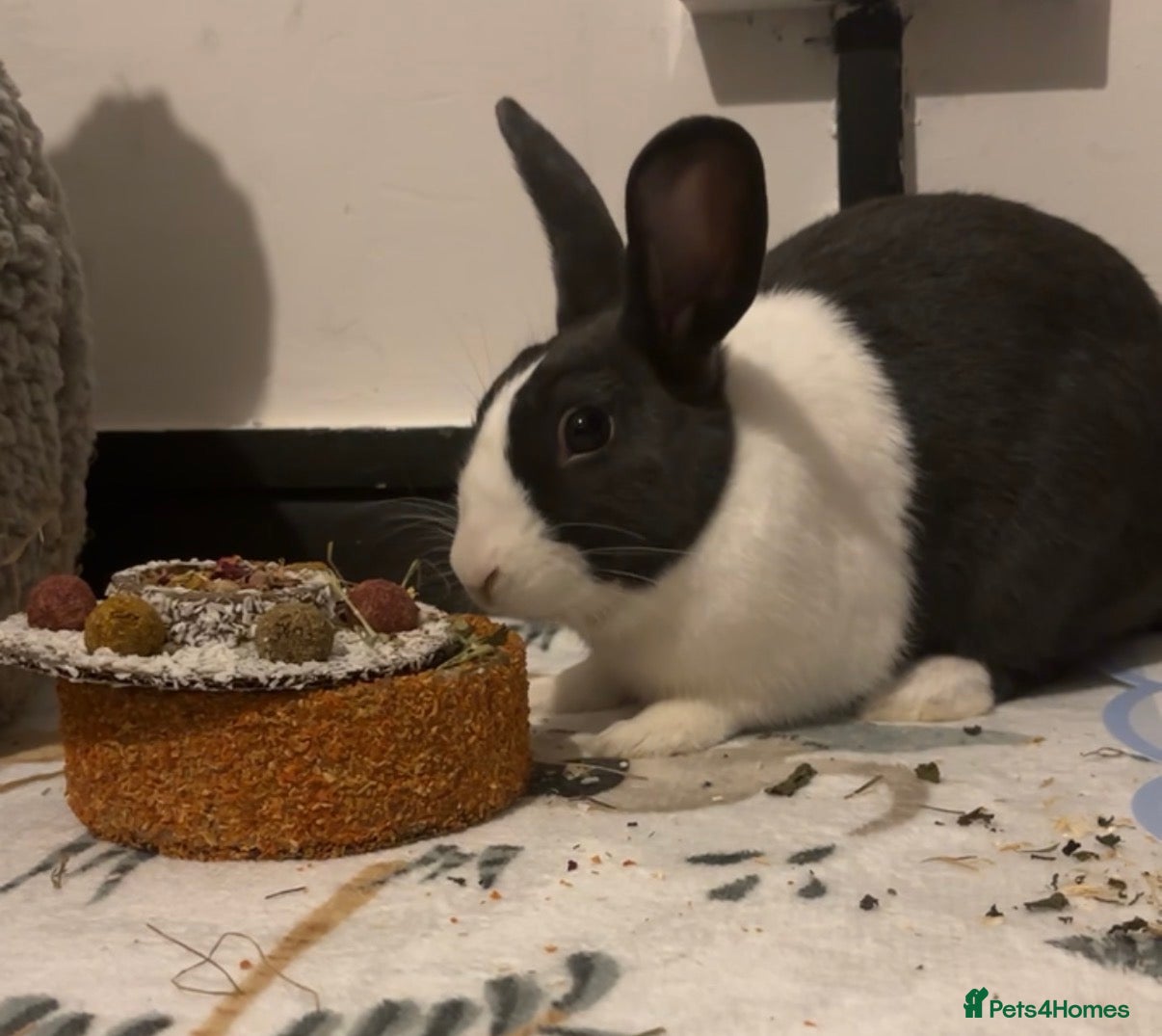 Dutch rabbits Male Dutch rabbit  - Advert 1