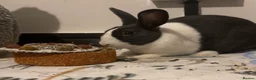 Dutch rabbits for sale: Male Dutch rabbit  - Advert 1