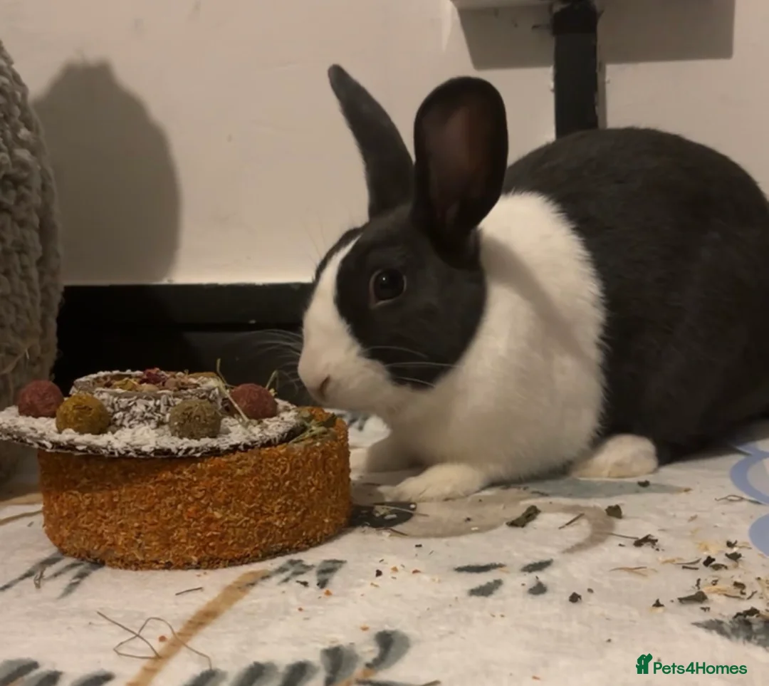 Dutch rabbits for sale: Male Dutch rabbit  - Advert 1