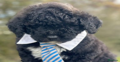 Mixed Breed dogs F1B SAINTBERNADOODLE FULL VET CHECKED ALL HEALTHY - Advert 15