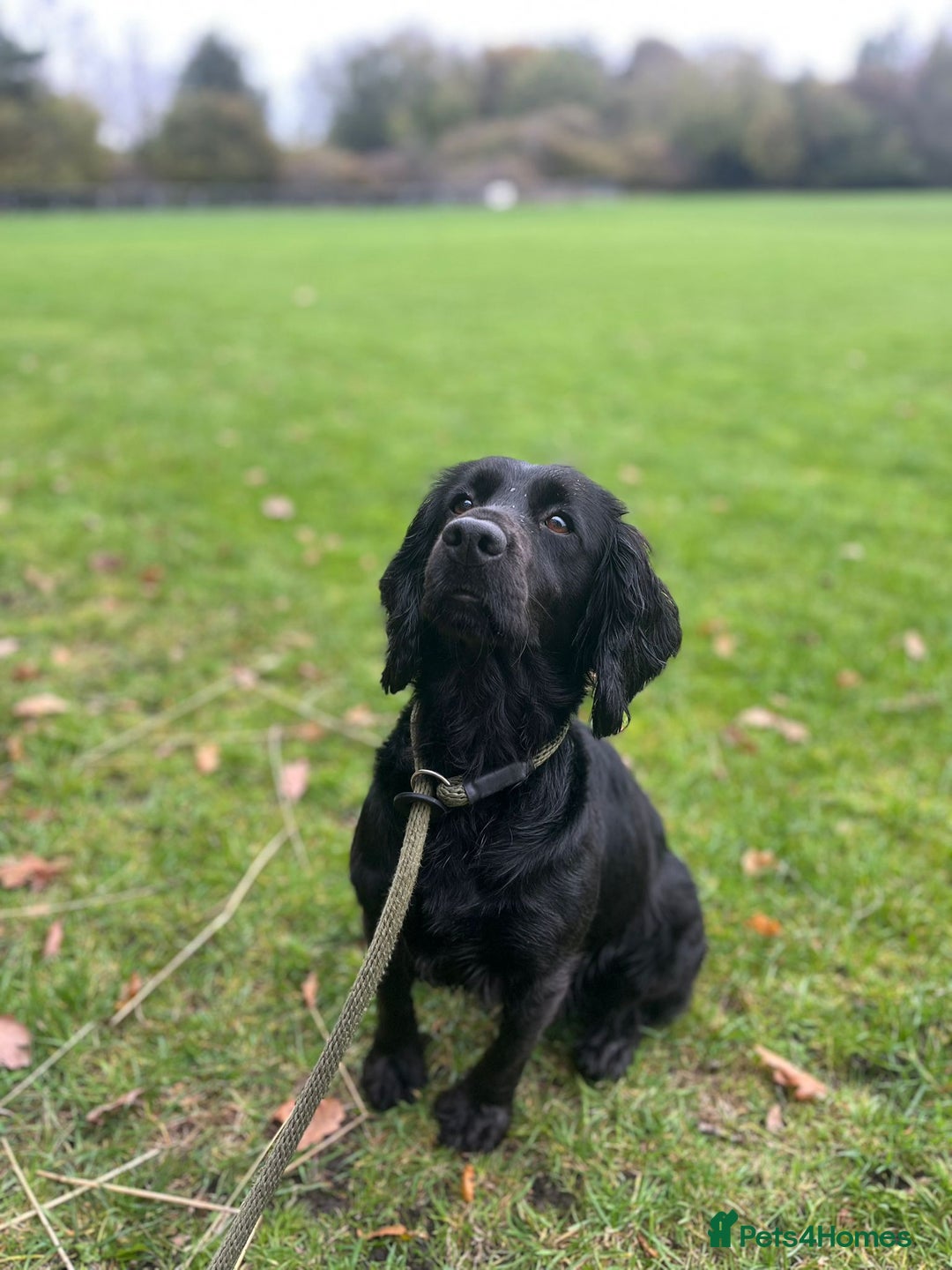 Cocker Spaniel dogs for sale: Brockwell Gundogs - Image 5