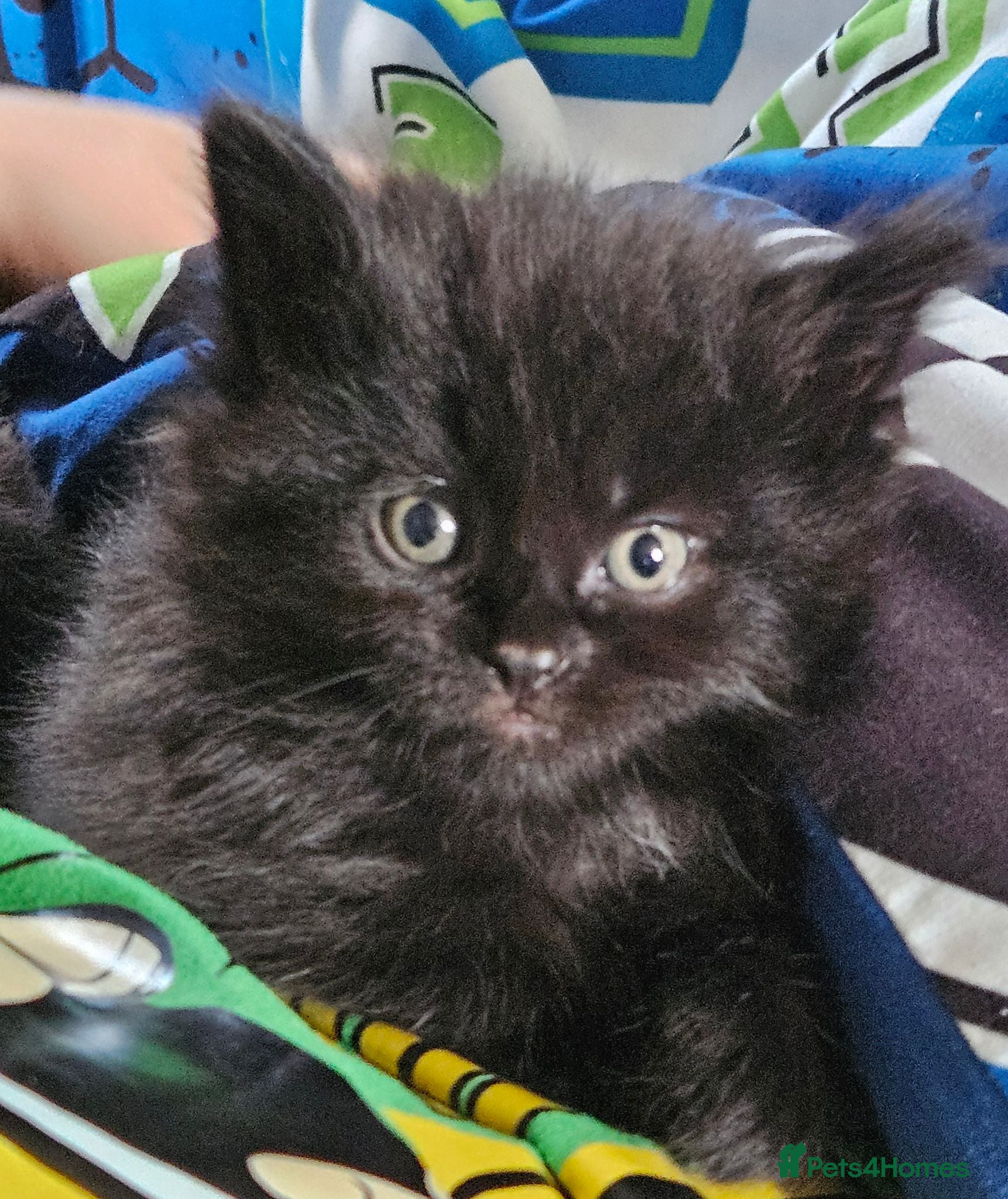 Maine Coon cats Beautiful black fluffy kittens - Advert 4