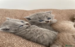 British Shorthair cats for sale: BRITISH SHOR HAIR BLUE - Image 5
