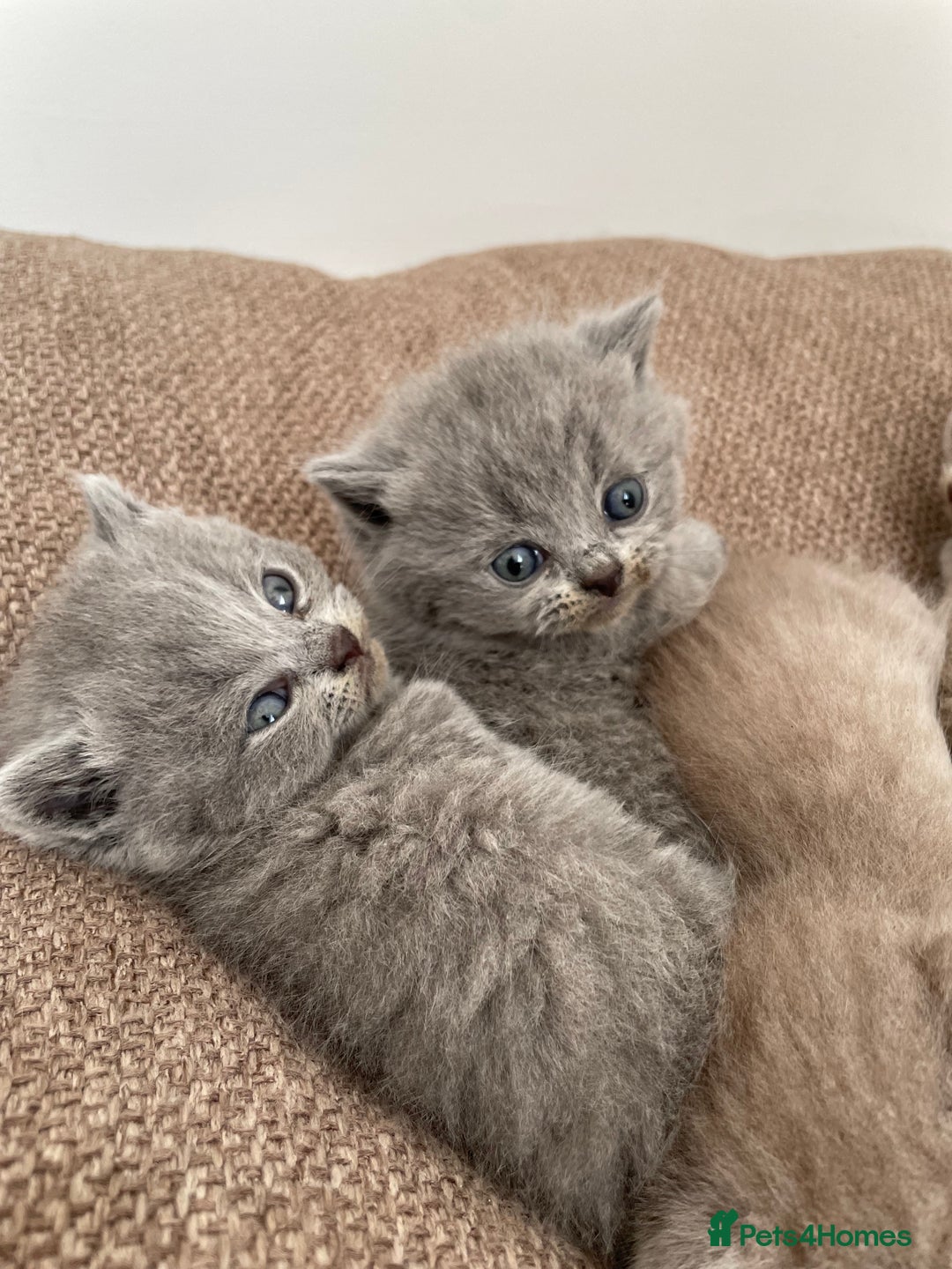 British Shorthair cats for sale: BRITISH SHOR HAIR BLUE - Image 5