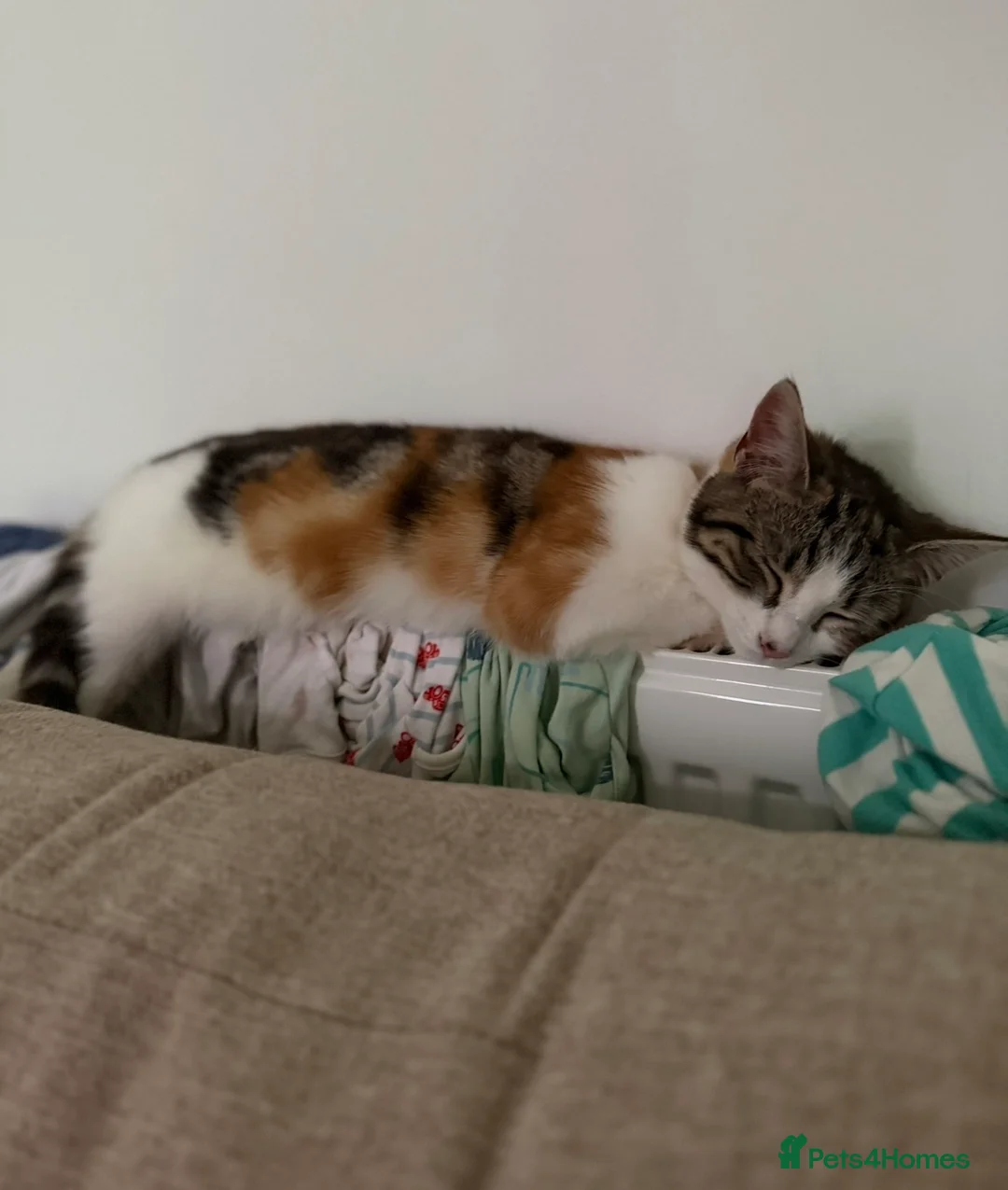 Mixed Breed cats for sale: KITTEN-Lola **REHOME** in Sutton-in-Ashfield - Advert 7