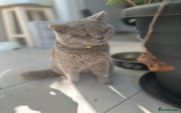 British Shorthair cats for sale: Beautiful lilac shorthair boy  - Image 7