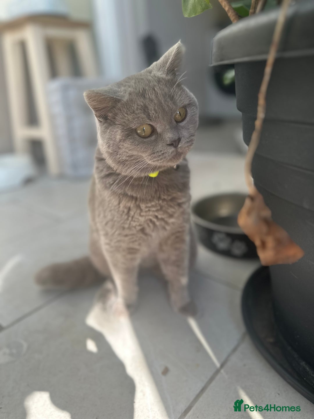 British Shorthair cats for sale: Beautiful lilac shorthair boy  - Image 7