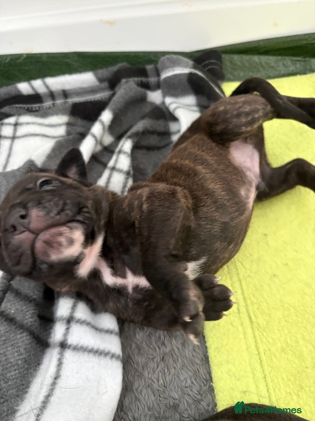 Staffordshire Bull Terrier dogs for sale: Staffy Pups  - Advert 7