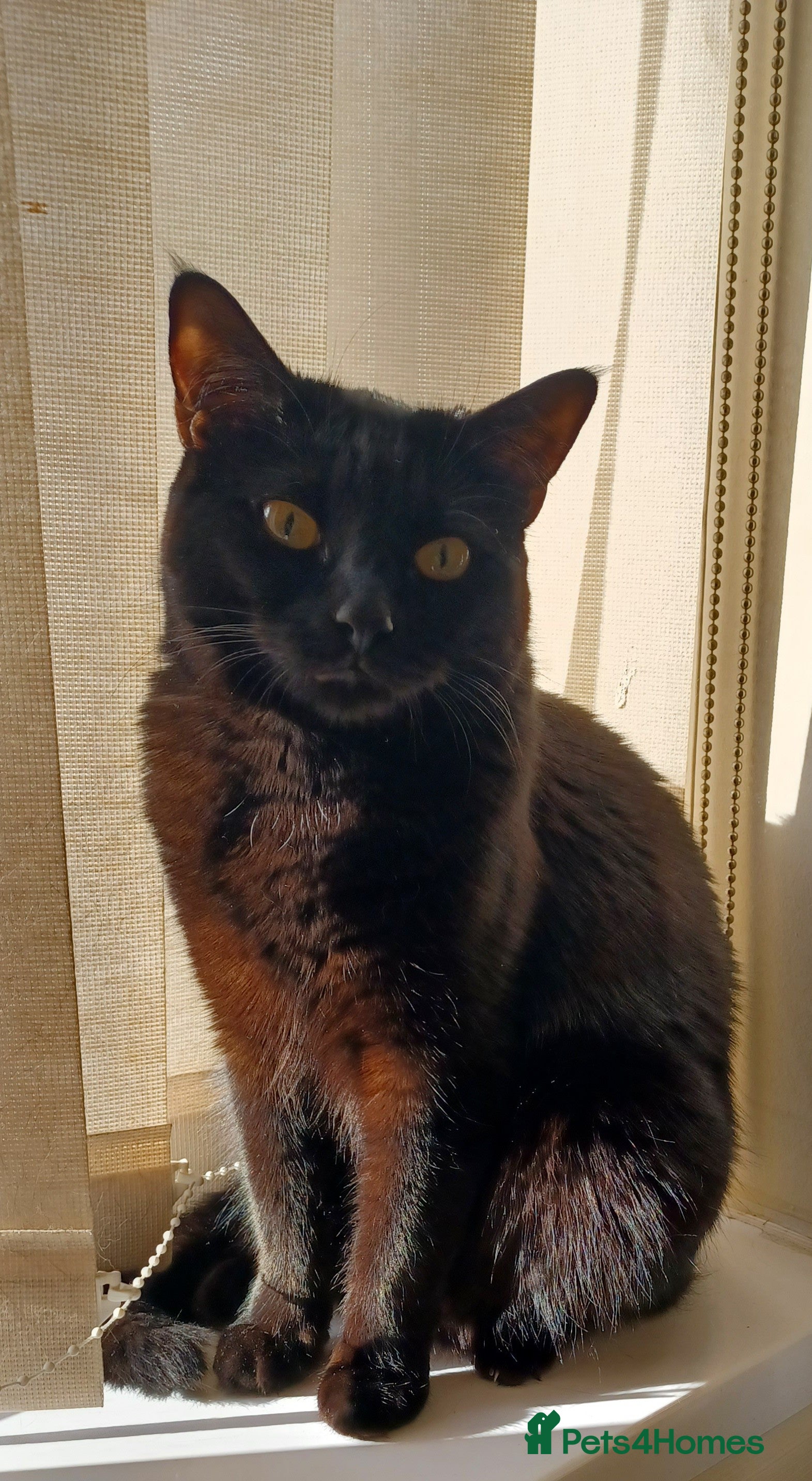 Mixed Breed cats Loving Home Needed for Sweet Nemo - Advert 2