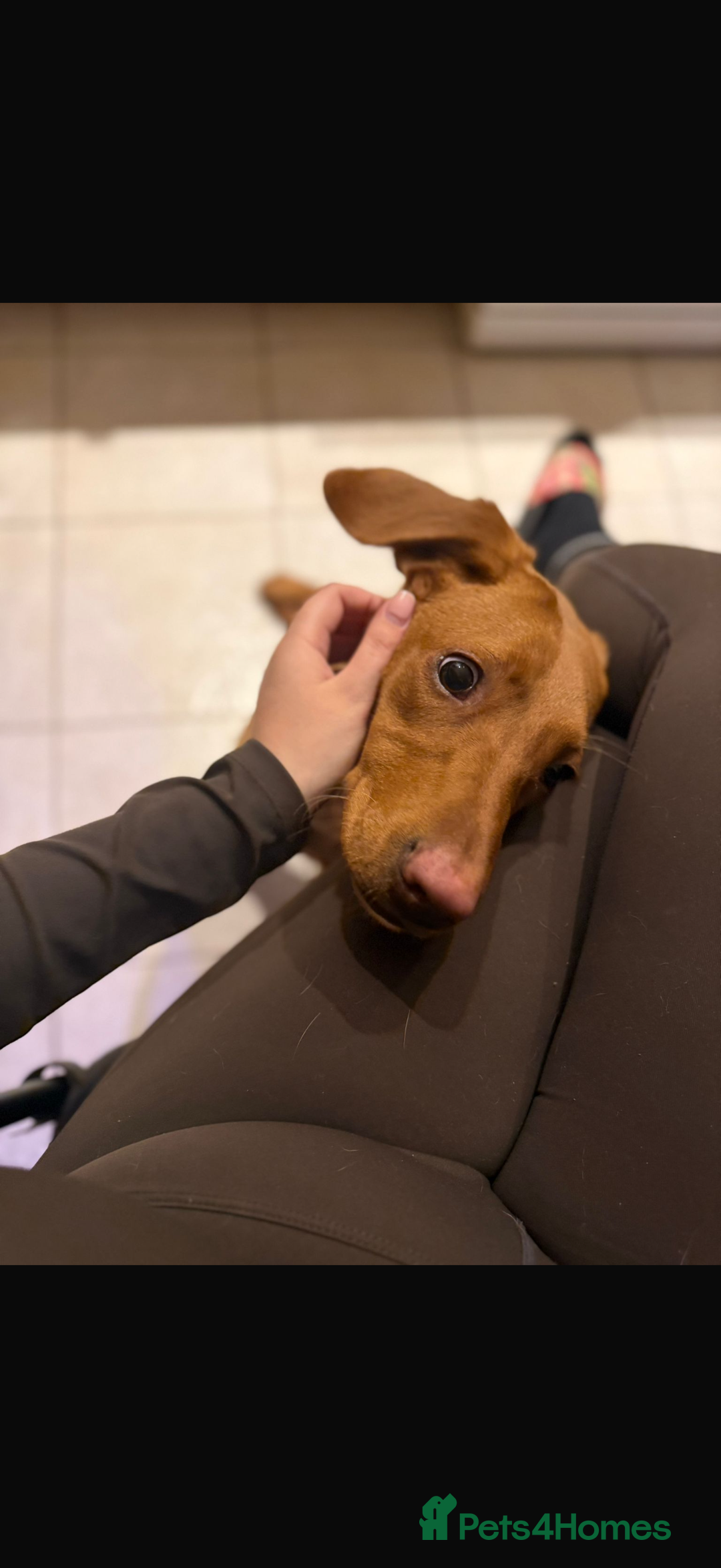 Labrador Retriever dogs for sale: Red Fox Female Labrador🦊 - Advert 3