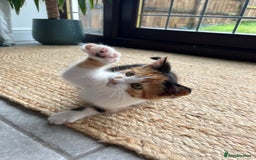 Mixed Breed cats for sale: Kittens for sale  - Image 2