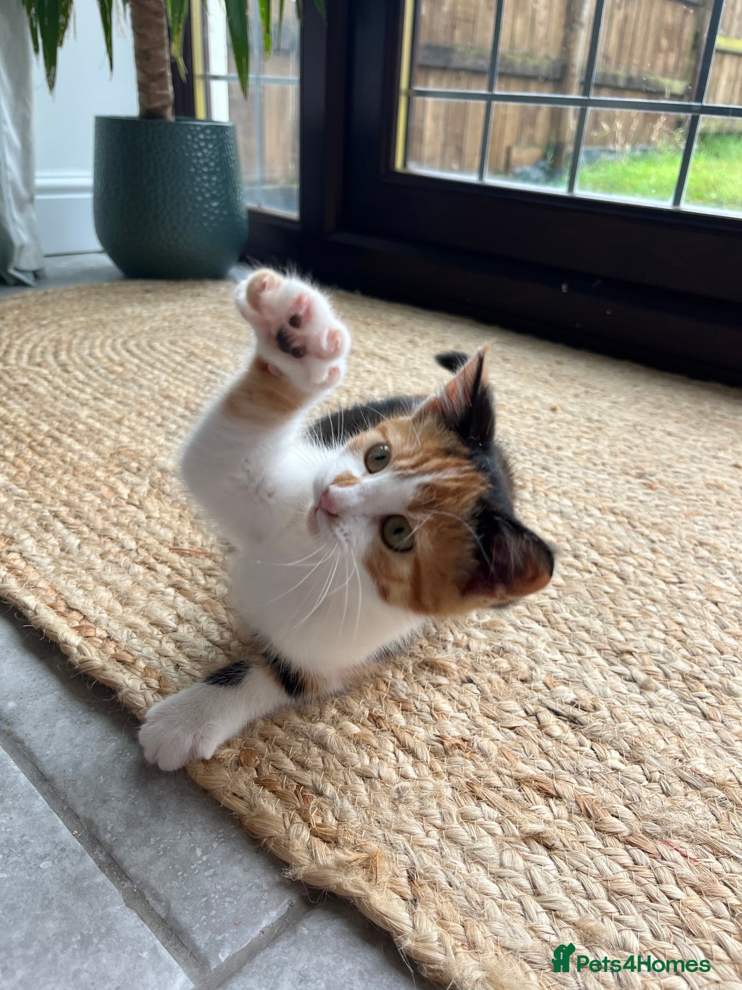 Mixed Breed cats for sale: Kittens for sale  - Image 2